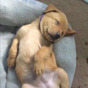 Meet your Posher, Holly